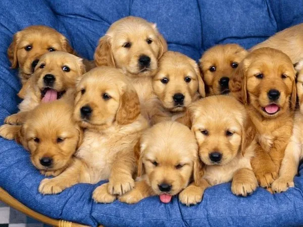 Cão fazendo fisioterapia