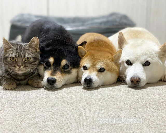 Pet com agulhas de acupuntura