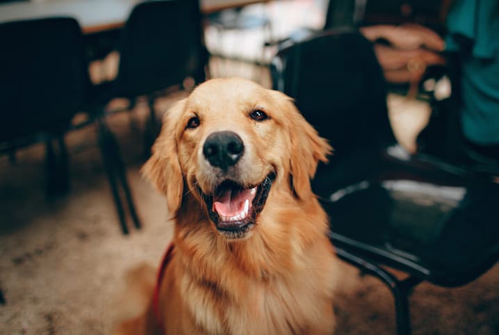 Fisioterapia para pets